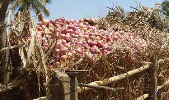 Sandip Pyaz: Improved Onion Variety - Photo
